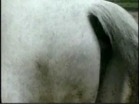 馬のオナラは凄まじく細長いジャッカス動画