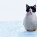 【新種発見？】猫ペンギンが可愛すぎて悶絶しそう、こっち見ちゃイヤ！！