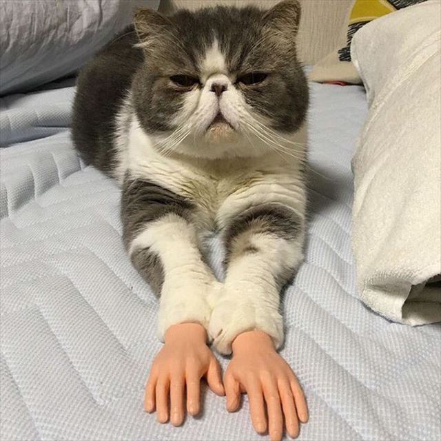 人間の手が生えた猫3