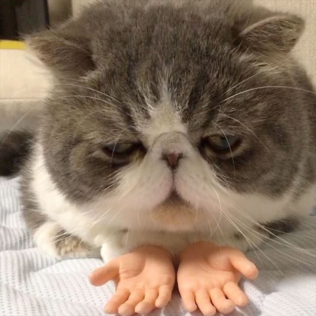 人間の手が生えた猫1