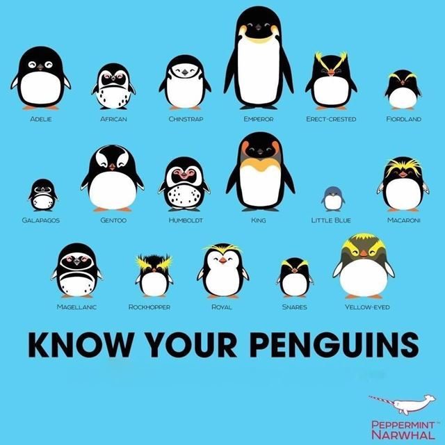 ペンギンの種類一覧をかわいいイラスト画像で紹介【世界ペンギンの日】