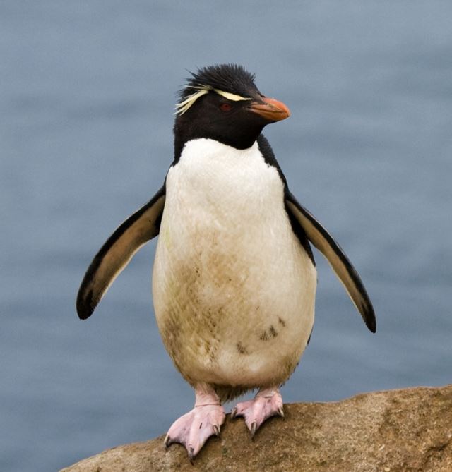 イワトビペンギン