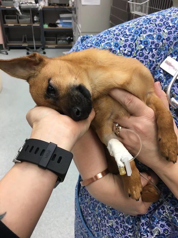 ヘロイン中毒で病院に運ばれる子犬
