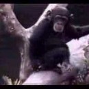 チンパンジーのおもしろ動画