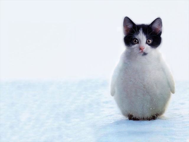 猫ペンギン