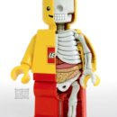 レゴのジャンボフィグの人体模型で解剖学を学ぶレゴフィギュア Lego anatomy
