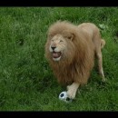 モッフモフのライオンがサッカー選手になったよ