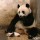 くしゃみにビックリしちゃったパンダのお母さん